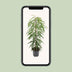 Ficus Binnendijkii Alii – Elegante Zimmerpflanze, 80cm, Ø21cm Topf Bild 5