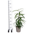 Ficus Binnendijkii Alii Ø17cm - ↕60 - 80cm Bild 2