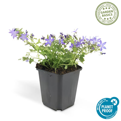 48x Stern-Glockenblume 'Stella' - 10-25cm - Ø9cm