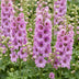 Green boutiQ - Stauden - Delphinium (P) Astolat - Rittersporn - Bienen- und Schmetterlingsmagneten - Rosa - 1 Pflanze - Topf 11cm - Höhe 15-25cm Bild 5