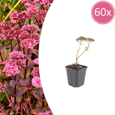 60x Sedum 'Matrona' - 10-25cm hoch, Ø9cm Topf