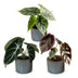 3x Baby Alocasia Tricolour Trio im Ø6cm Topf, tropisch Bild 2