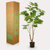 Kunstpflanze Ficus Umbellata (Afrikanische Feige), 125 cm Bild 5
