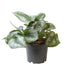 Philodendron Scandens Pictus Trebie Ø12cm - Silberne Flecken, Kletterpflanze Bild 1