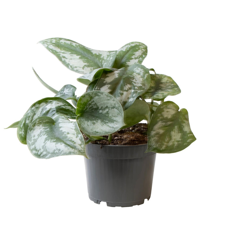 Philodendron Scandens Pictus Trebie Ø12cm - Silberne Flecken, Kletterpflanze