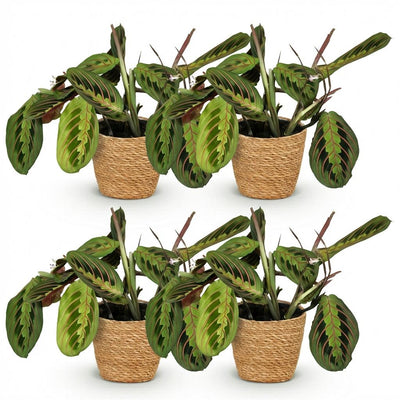 Green boutiQ Maranta Fascinator Tricolour Zimmerpflanze, 4er Set, 12cm Topf