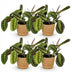 Green boutiQ Maranta Fascinator Tricolour Zimmerpflanze, 4er Set, 12cm Topf Bild 2