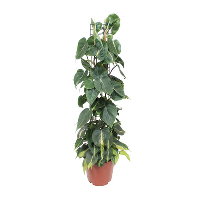 Philodendron Scandens Brasil - Hängende Pflanze, Ø24cm, 120cm hoch