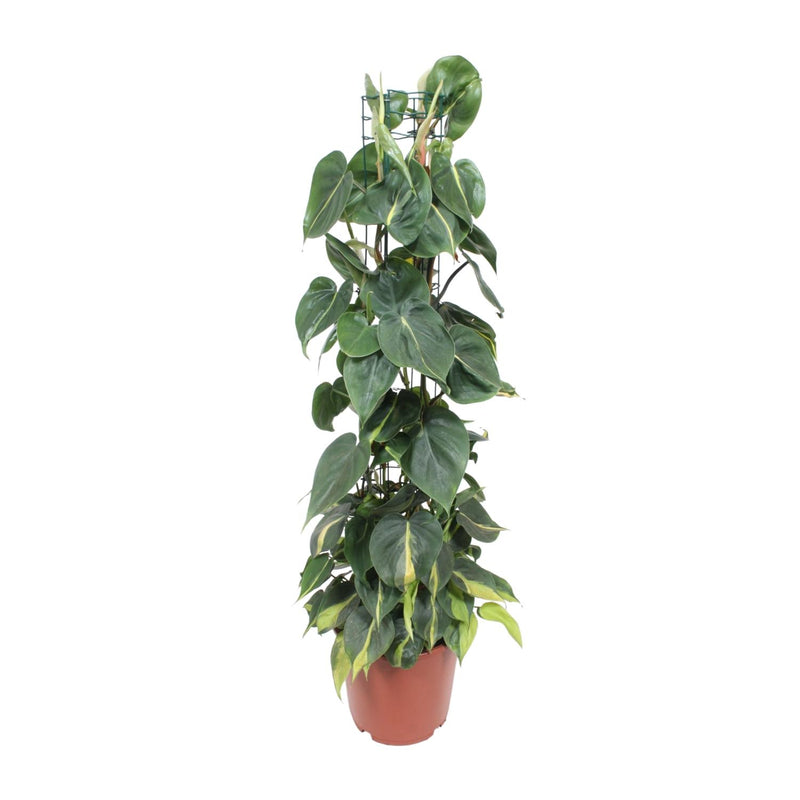 Philodendron Scandens Brasil - Hängende Pflanze, Ø24cm, 120cm hoch