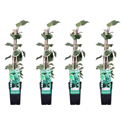 4x Algerischer Efeu 'Gloire de Maren' ↨65cm Ø15