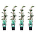 4x Algerian Ivy 'Gloire de Maren' ↨65cm Ø15 Bild 1