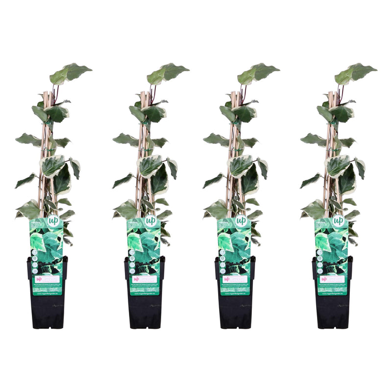 4x Algerian Ivy 'Gloire de Maren' ↨65cm Ø15