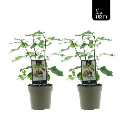 Ficus Precose De Dalmatie (15020) - 2 units - Ø15cm - ↕40cm