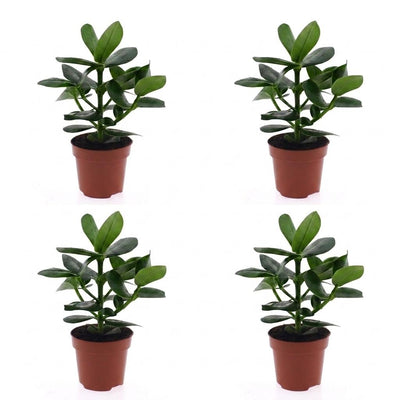 Green boutiQ - Clusia Princess - Clusia - 4 Pflanzen - Topf 12cm - Höhe - 40cm
