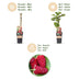 Green boutiQ Thornless Loganberry - 2 Plants - Fruity Delight Bild 4