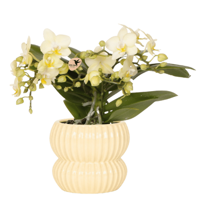 Gelbe Orchidee im gelben Topf – blühende Zimmerpflanze | Kolibri Orchids