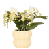 Gelbe Orchidee im gelben Topf – blühende Zimmerpflanze | Kolibri Orchids Bild 1
