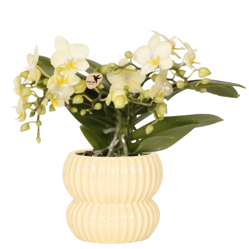 Gelbe Orchidee im gelben Topf – blühende Zimmerpflanze | Kolibri Orchids