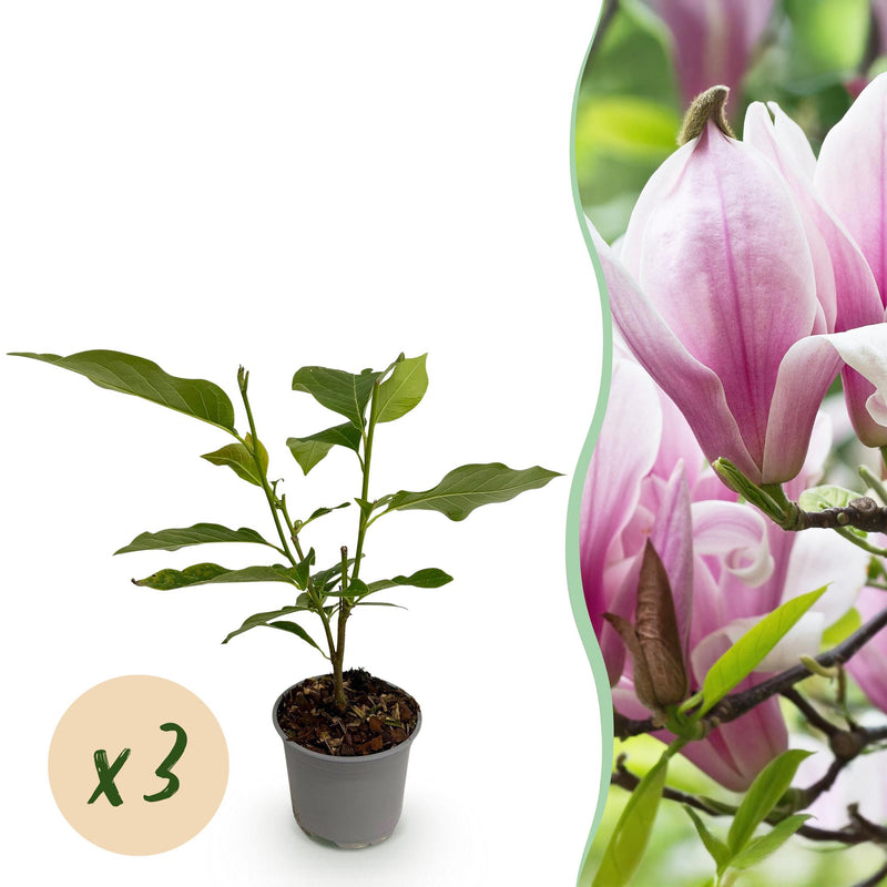 Magnolia George Henry Kern - 3 Pflanzen, rosa Blüten, pflegeleicht