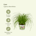 Katzengras (Cyperus Alternifolius) - 4er Packung, 20cm hoch Bild 4