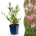 Green boutiQ - Perennials - Gaura lindh. Florgauros - Beeblossom - Bee and butterfly magnets - Pink - 12 plants - 11cm pot - 15-25cm height Bild 1