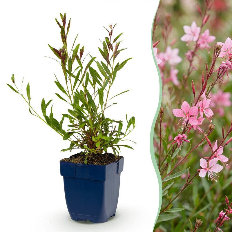 Green boutiQ - Perennials - Gaura lindh. Florgauros - Beeblossom - Bee and butterfly magnets - Pink - 12 plants - 11cm pot - 15-25cm height