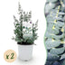 GreenboutiQ Eukalyptusbaum 'Eucalyptus gunnii', Grau, 2 Pflanzen, Winterhart Bild 1