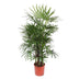 Rhapis Excelsa Damenpalme - 190 cm hoch, ø34 Topf Bild 1