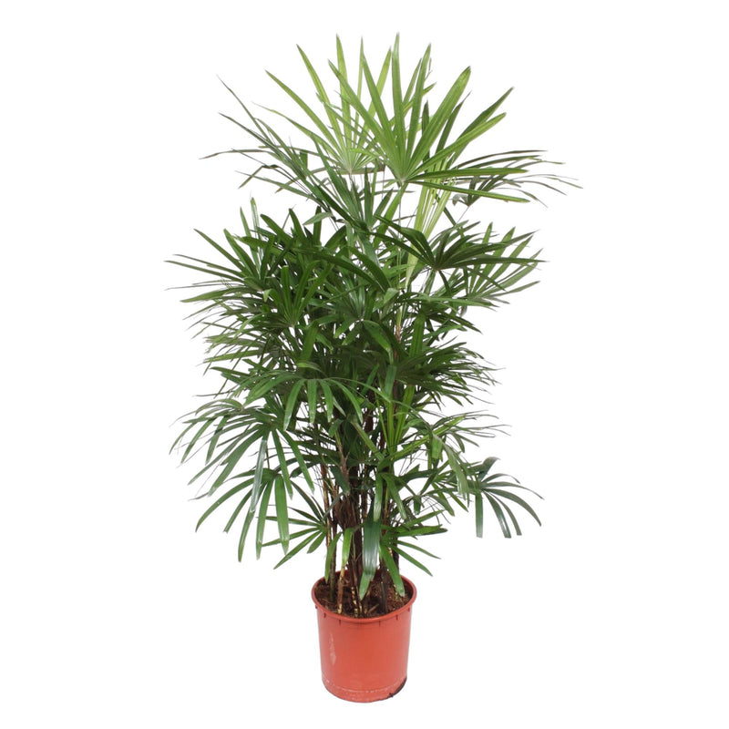 Rhapis Excelsa Damenpalme - 190 cm hoch, ø34 Topf