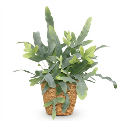 Phlebodium aureum Blue Star: Blaugrüner Farn im Korb, Topf 12cm