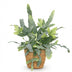 Phlebodium aureum Blue Star: Blaugrüner Farn im Korb, Topf 12cm Bild 2