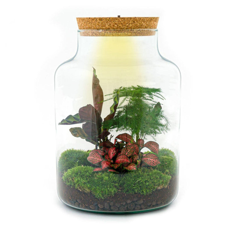 Flaschengarten Milky DIY Terrarium Set - Lebendige Natur auf 30 cm