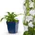 Green boutiQ - Perennial - Campanula pers. Alba - Peachleaf Bellflower - Bee and Butterfly Attractors - White - 3 Plants - Pot 11cm - Height 15-25cm Bild 2