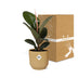 Ficus Elastica 'Robusta' im ELHO Vibes Fold Topf (14cm, gelb) Bild 5