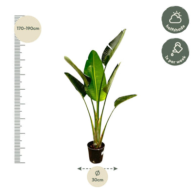 Strelitzia Augusta, Weißer Paradiesvogel, 180cm, Topf ⌀30