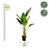 Strelitzia Augusta, Weißer Paradiesvogel, 180cm, Topf ⌀30 Bild 2