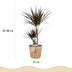 Dracaena Magenta Zimmerpflanze mit Korb, 90-100cm, pflegeleicht Bild 3