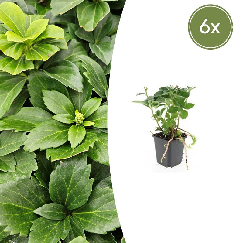 6x Pachysandra terminalis - ↕10-25cm - Ø9cm