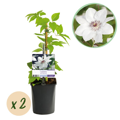 Clematis Miss Bateman Kletterpflanze - 2 Pflanzen, Weiße Blüten, wenig Pflege