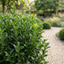 Green boutiQ - 16x Euonymus japonica Green Spire - Pfaffenhütchen - Heckenpflanzen - Immergrün - Grün - Topf 9cm - Höhe 20-25cm Bild 11