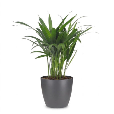 Green boutiQ - Areca Lutescens - Goldfruchtpalme - 1 Plant - met Potter Grijs - Pot 12cm - Hoogte - 45cm