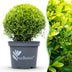 GreenboutiQ Boxwood Sphere - Disease-Resistant & Evergreen (2 pcs.) Bild 1