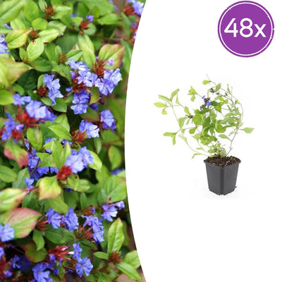 48x Bleiblume (Ceratostigma plumbaginoides) 10-25cm