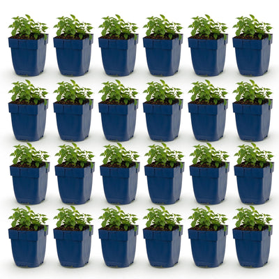 Green boutiQ - Perennial - Nepeta faassenii Snowflake - Catmint - Bee and Butterfly Attractors - White - 24 Plants - Pot 11cm - Height 15-25cm
