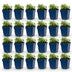 Green boutiQ - Perennial - Nepeta faassenii Snowflake - Catmint - Bee and Butterfly Attractors - White - 24 Plants - Pot 11cm - Height 15-25cm Bild 12