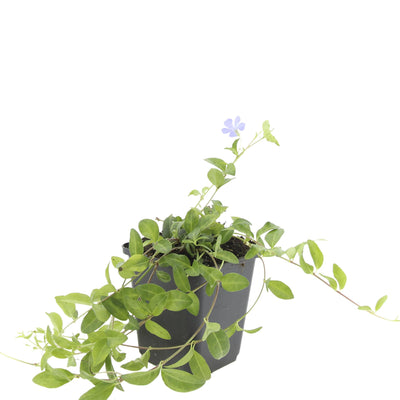 24x Immergrün (Vinca minor) Bodendecker - 10-25cm
