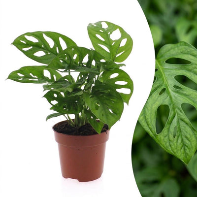 Green boutiQ - Monstera Adansonii - Monstera Adansonii - 1 Pflanze - Topf 12cm - Höhe - 25cm