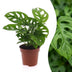 Green boutiQ - Monstera Adansonii - Monstera Adansonii - 1 Pflanze - Topf 12cm - Höhe - 25cm Bild 1