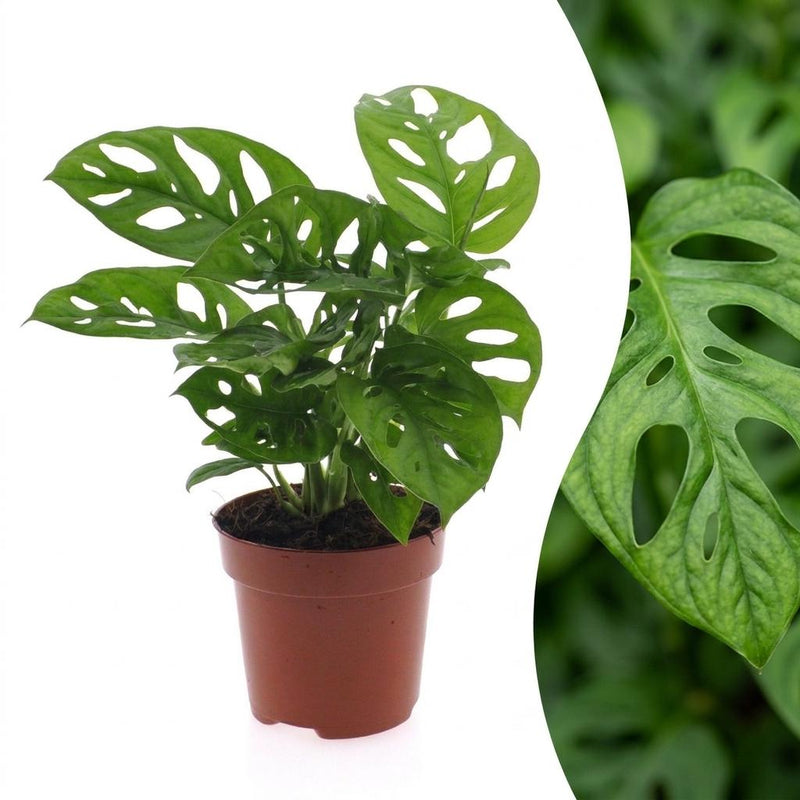 Green boutiQ - Monstera Adansonii - Monstera Adansonii - 1 Pflanze - Topf 12cm - Höhe - 25cm