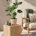 Monstera Deliciosa Fensterblatt mit Korb - Grün, Topf 21cm, 70-80cm Bild 5
